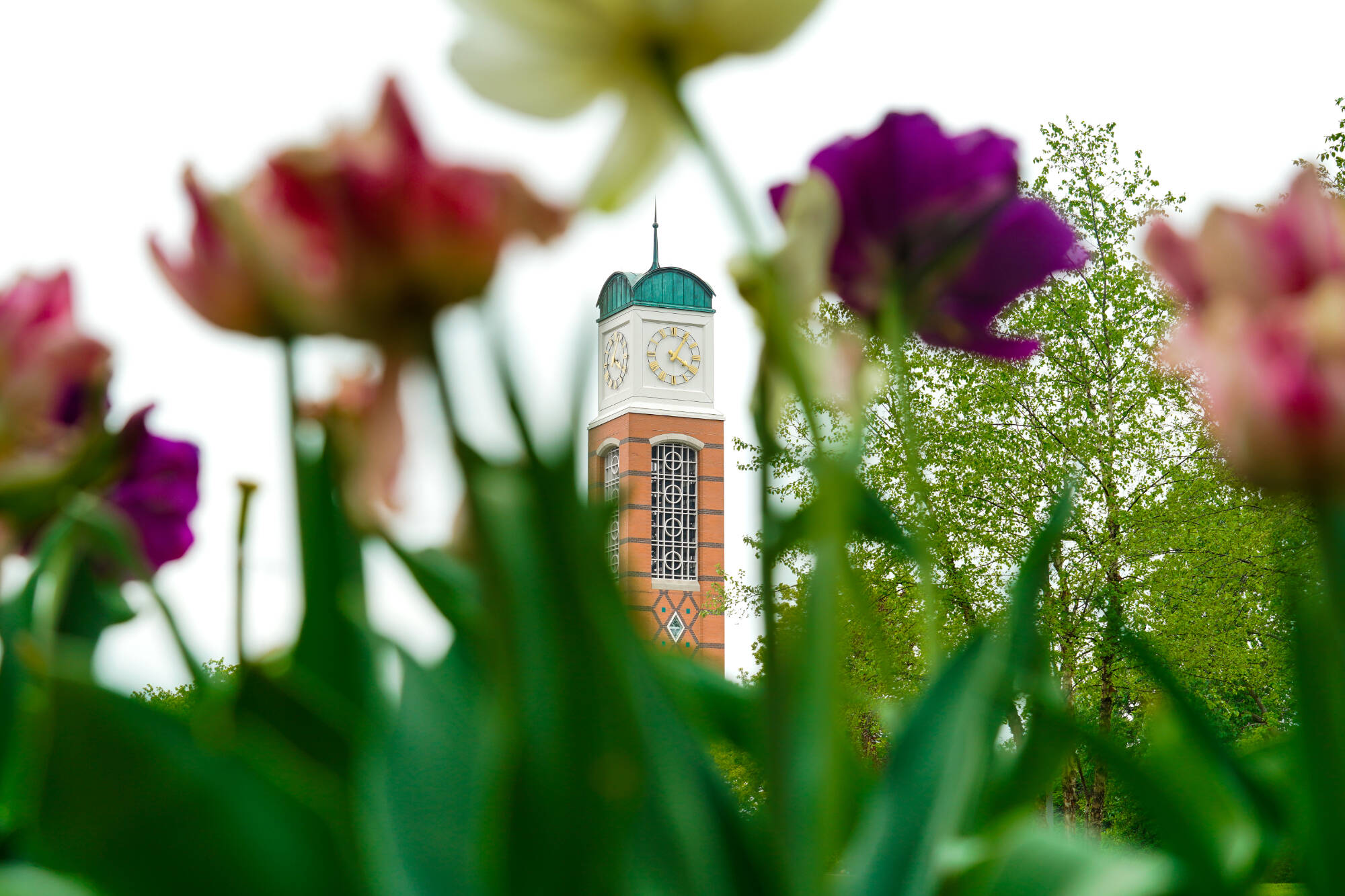 Cook Carillon Tower captured on May 14th.